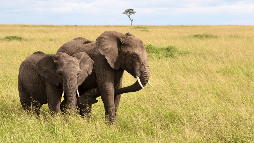 I like your&nbsp;elephants!